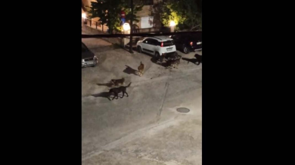 Θεσσαλονίκη: Αγέλη σκύλων προκαλεί τρόμο στα Πυλαιώτικα – Κάτοικοι παίρνουν ταξί για μικρές αποστάσεις