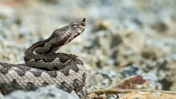 sti-meth-toy-g-n-lamias-16chronos-meta-apo-tsimpima-ochias-1213680