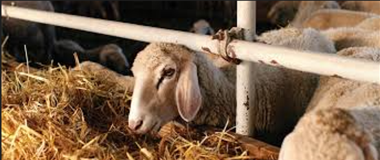 zootrofes-mono-gia-paragogika-zoa-i-epidotisi-einai-misi-kai-ochi-gia-oli-tin-ektrofi-diamartyrontai-oi-ktinotrofoi-1257090