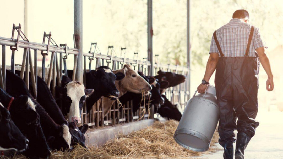 epipleon-21-ekat-gia-zootrofes-nea-enischymeni-stirixi-ton-ktinotrofon-me-50-ayxisi-1270955