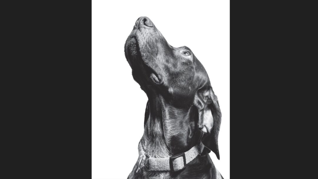 axioprepis-apochairetismos-toy-agapimenoy-katoikidioy-sto-proto-apotefrotirio-zoon-syntrofias-sti-thessalia-1271712