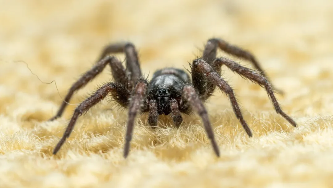 gynaika-xechase-paketo-me-20-tarantoyles-se-treno-sti-germania-ti-vrikan-oi-arches-1309754